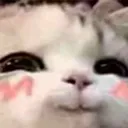 CatBlush