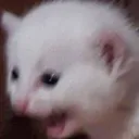 Weeeehhhhhh