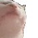 catJAM