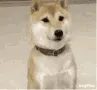dogyes