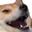 dogkek dogkek