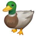 Duck Duck