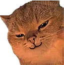 8849catsmirk