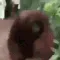 monke_tracks_down