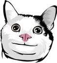 belugacat belugacat
