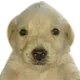 RSV_Perrito