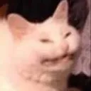 Smirkin_cat