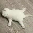 kittensplat