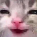 cat_sure