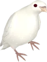 Birb