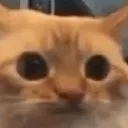 catwhat