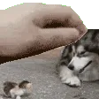 petjericho