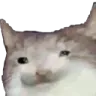 catto