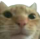 catbruh Discord emoji