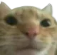 catbruh