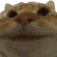 catyes