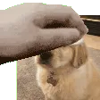 pet_rooooooon