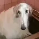 bruh