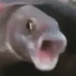 FISHPOG