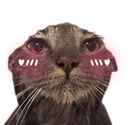 Cat Blush Cat_Blush Discord Emoji
