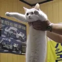 Longcat1 longcat1 Discord Emoji