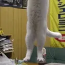 Longcat2 longcat2 Discord Emoji