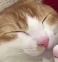 catuwu Discord emoji