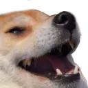 dogekek