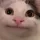 bruhcat