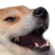 kekdog