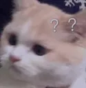 cat_confused