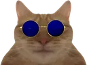 catglasses catglasses