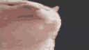 Vibing Cat vibing_cat Discord Emoji