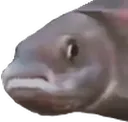 PauseFish