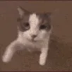 Ccatmuah