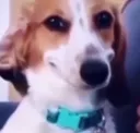 smirkdog smirkdog
