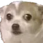 wiqdog
