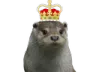 otterking