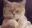 VibeCat2