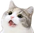 Catwow catwow Discord Emoji