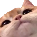 Catpeek catpeek Discord Emoji