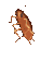 roach