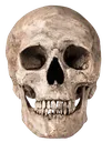 skull