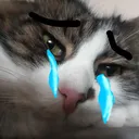 catcry