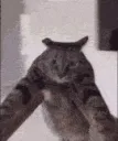 catspinny