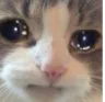 gg_cry8