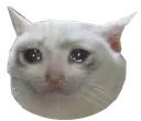 dt_sedcat