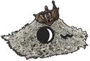 SignoraCatStare