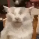 gato_hammer