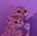 arc_hug